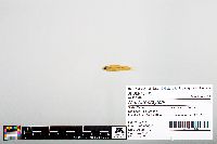 Image of Notropis braytoni