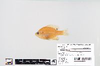 Lepomis macrochirus image