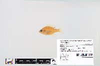 Lepomis macrochirus image