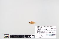 Lepomis macrochirus image