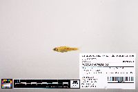 Notropis jemezanus image