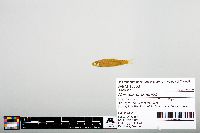 Image of Notropis brazoensis