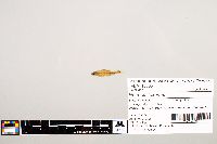 Notropis texanus image