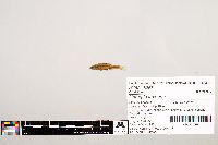 Notropis texanus image