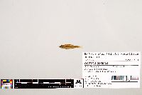 Notropis texanus image