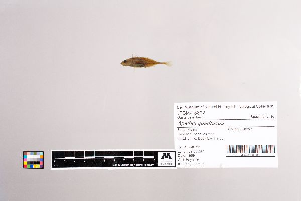 Apeltes quadracus image