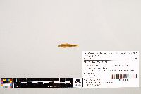 Notropis texanus image