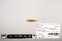 Notropis percobromus image