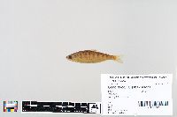 Oncorhynchus tshawytscha image