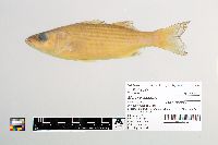 Morone saxatilis image