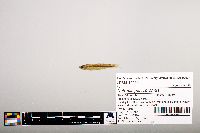 Notropis percobromus image