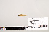 Notropis texanus image