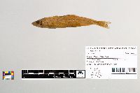 Osmerus mordax image