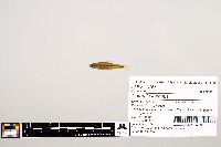 Notropis texanus image