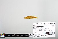 Notropis blennius image