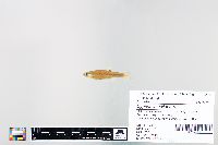 Cyprinella spiloptera image