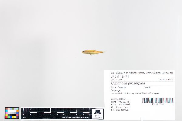 Cyprinella proserpina image