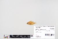 Lepomis macrochirus image