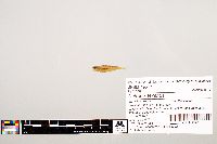 Notropis texanus image