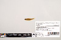 Notropis texanus image