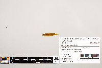 Notropis texanus image