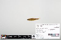 Notropis heterodon image