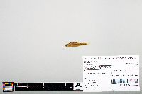 Notropis heterodon image
