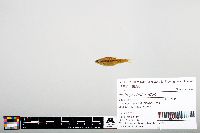 Notropis heterodon image