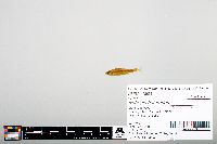 Notropis heterodon image