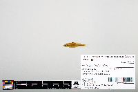 Notropis heterodon image