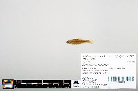 Notropis heterodon image