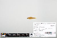 Notropis heterodon image