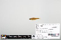 Notropis heterodon image