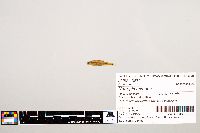 Notropis texanus image