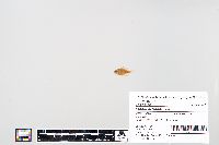 Lepomis macrochirus image