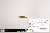 Image of Notropis petersoni