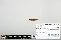 Notropis chalybaeus image