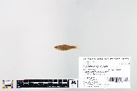 Cyprinella spiloptera image