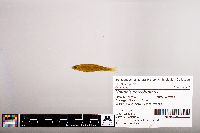 Notropis percobromus image