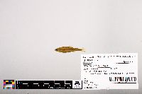 Notropis leuciodus image