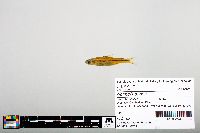Notropis boops image