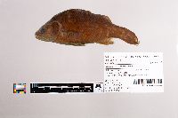 Morone americana image