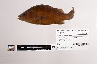 Morone americana image
