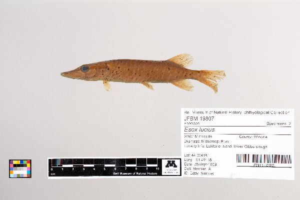 Esox lucius image