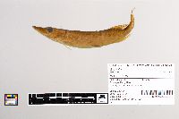 Esox lucius image