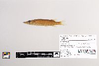 Esox lucius image