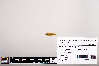 Notropis chlorocephalus image
