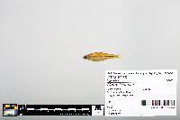 Notropis boops image