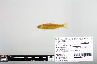 Notropis blennius image