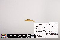 Notropis leuciodus image